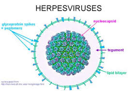 Illustration for article titled obat penyakit herpes pada kaki